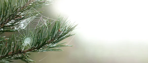 Pavučina Kapkami Rosy Borovici Lesa — Stock fotografie