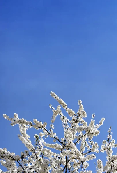 Zweige Die Von Einem Kirschbaum Gegen Den Himmel Blühen Blumen — Stockfoto