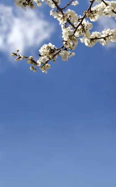 Zweige Die Von Einem Kirschbaum Gegen Den Himmel Mit Wolken — Stockfoto