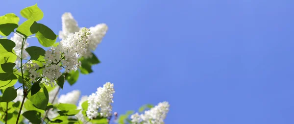 Пышные Кусты Белыми Лиловыми Цветами Фоне Голубого Неба Благоухающий Весенний — стоковое фото