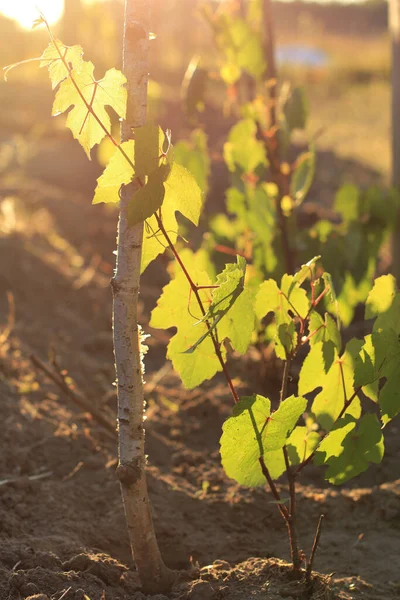 Batan Güneşin Işınlarında Üzüm Filizleri Yeni Başlayanlar Için Çiftçilik — Stok fotoğraf