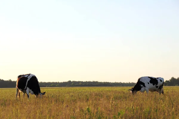 夏の夜2頭の牛が牧草地で放牧されています 広々とした野外牧草地 — ストック写真