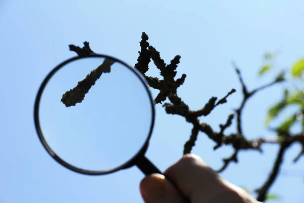 Bir Meyve Ağacının Kurumuş Dalının Arka Planında Büyüteç Olan Bulanık — Stok fotoğraf