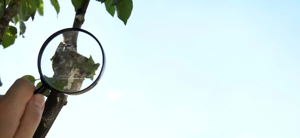 Ramo Nidificação Uma Árvore Frutífera Uma Mão Com Uma Lupa — Fotografia de Stock