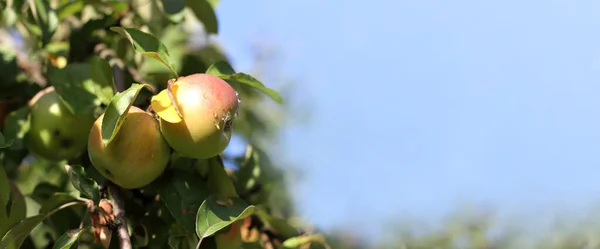 Δέντρο Ώριμα Μήλα Καλυμμένα Σταγόνες Δροσιάς Φόντο Μπλε Ουρανού Συγκομιδή — Φωτογραφία Αρχείου