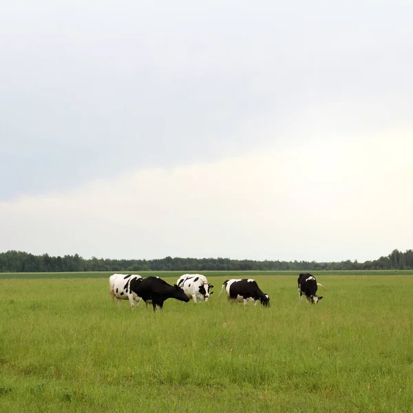 Herd Cows Field Background Forest Cloudy Weather Landscape Animals — Stock Photo, Image