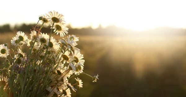 Velká Kytice Polních Sedmikrásek Pozadí Západu Slunce Letní Krajina Květinami — Stock fotografie