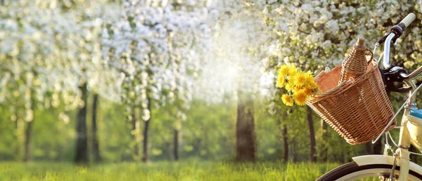 Wicker Basket Bouquet Dandelions Bottle Wine Bicycle Background Park Blooming — Stockfoto