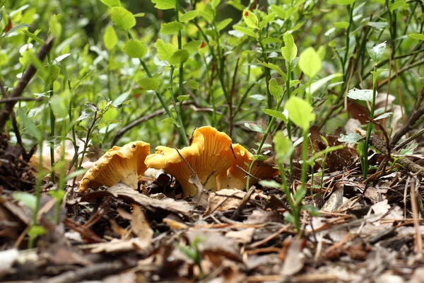 Three Orange Chanterelle Mushrooms Forest Litter Background Blueberry Bushes Appetizing — Stock Photo, Image