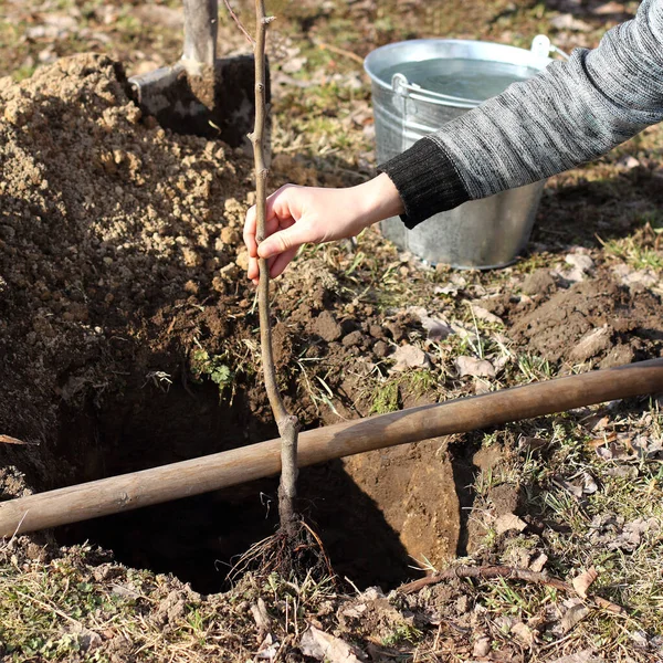 Inställning Plantan Till Marknivå Vid Plantering Nytt Fruktträd Trädgården — Stockfoto