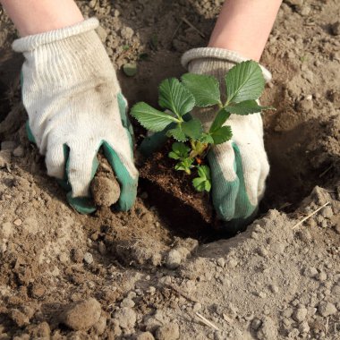 Bahçıvan bahçedeki çukurlara çilek fidelerini yerleştirir. Böğürtlen yetiştirme