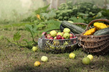 Elmalı hasır sepetler, çimde kabak ve kabak. Yaz hasadı sebze ve meyve