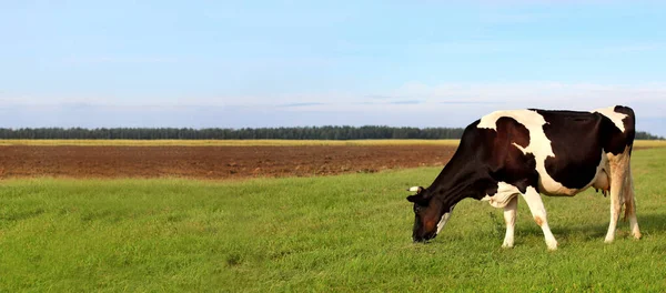 森と空を背景に緑の草を噛む牛のいる田園風景 生態系のきれいな牧草地 — ストック写真