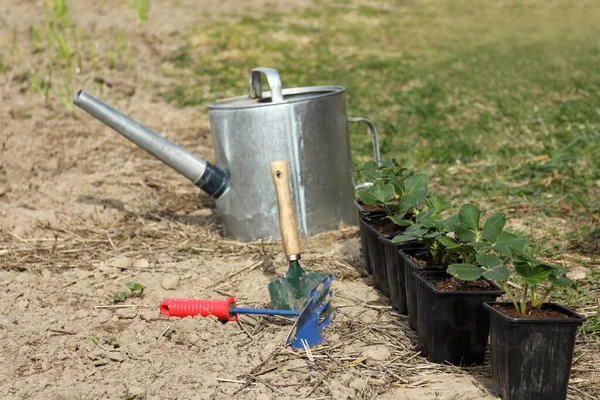 在蔬菜园里 用园艺工具把一小丛草莓放在盆子里 播种前的幼苗 — 图库照片