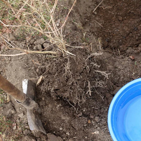 Bush Roots Shovel Bucket Water Top View Decorative Viburnum Garden — Stock Photo, Image