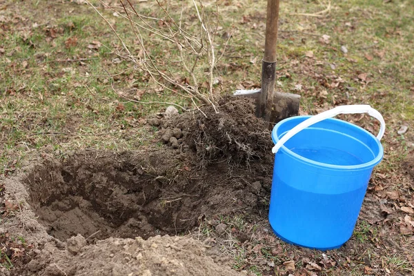 Viburnum bush with roots, shovel and bucket of water. planting and watering plants in the garden