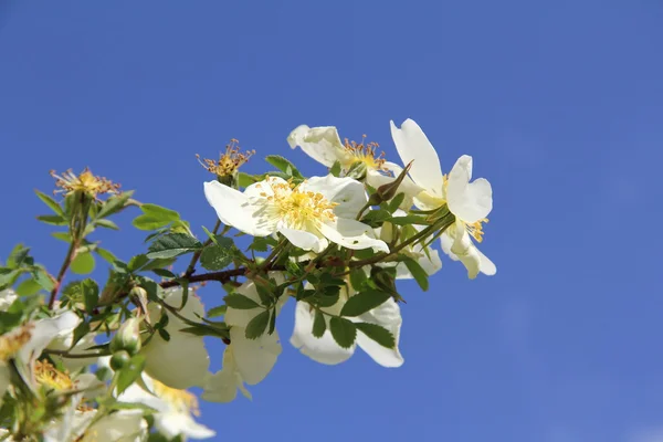 Flowers fruit tree — Stock Photo, Image