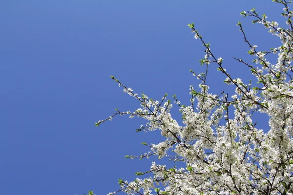 Våren blomning — Stockfoto