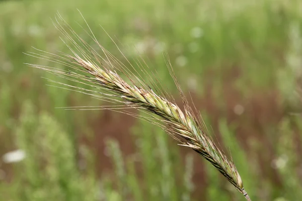 Céréales — Photo