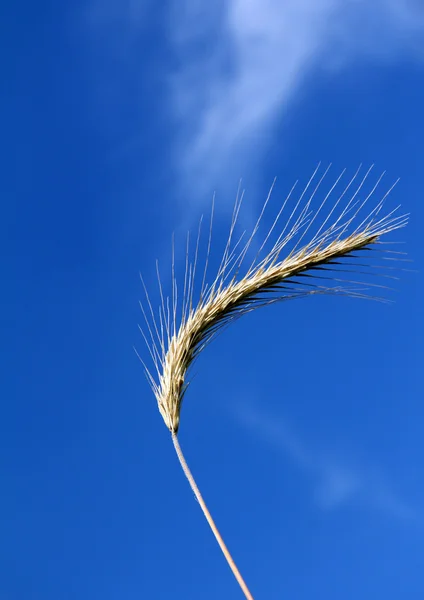 Alcançar o céu — Fotografia de Stock