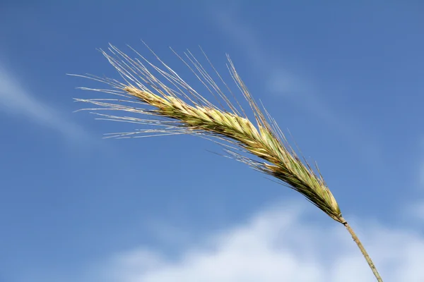 Spike cresce até o céu — Fotografia de Stock