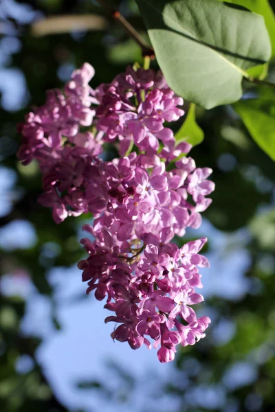 Lila blomma i solnedgången — Stockfoto