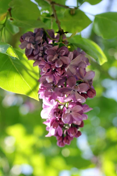 Grape lilac — Stock Photo, Image