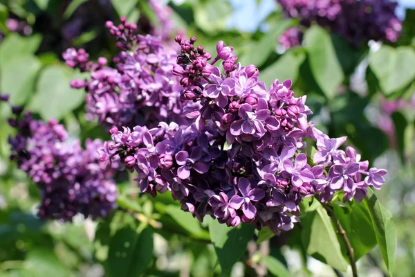 Lilac bushes in the spring — Stock Photo, Image