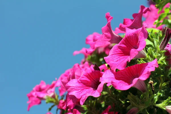 Beautiful delicate flowers petunia — Stock Photo, Image