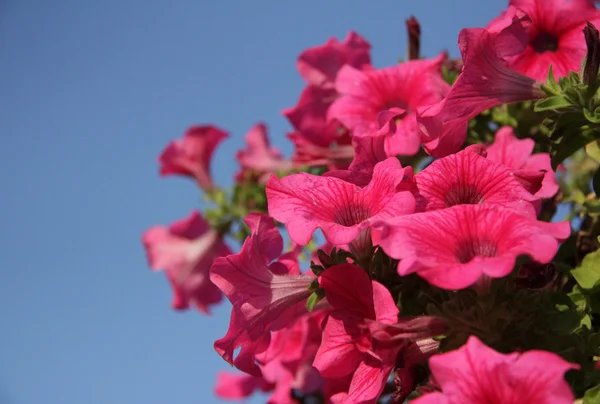 Beautiful purple petunia varieties of flowers — Stock Photo, Image