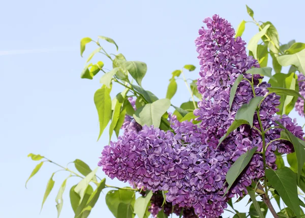 Lilac blooms in spring — Stock Photo, Image