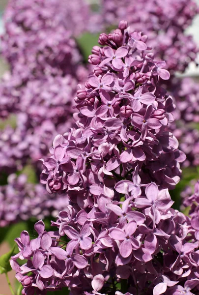 Close-up of lilac — Stock Photo, Image