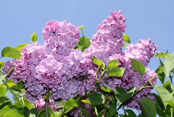 Soft lilac bush — Stock Photo, Image