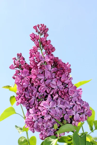 Delicate petals lilac — Stock Photo, Image