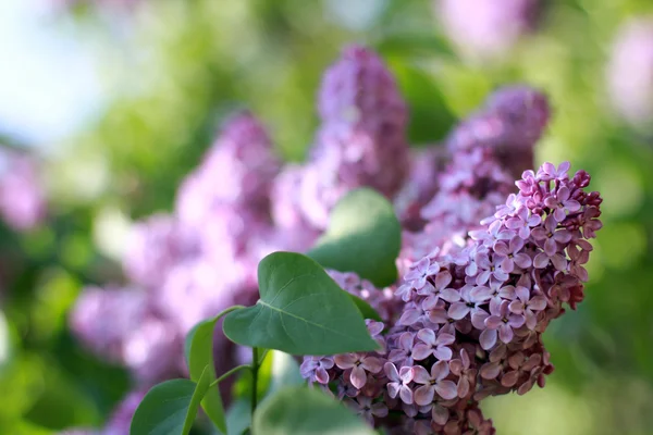 Lilac breeze Stock Photo