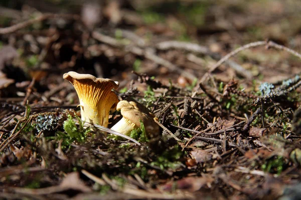 Time for appetizing chanterelle — Stock Photo, Image