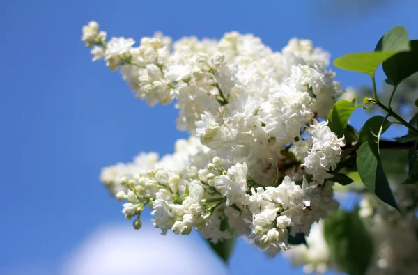 Bouquet of fragrant white lilac spring — Stock Photo, Image