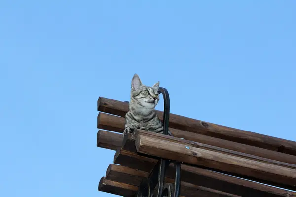 Gato atingiu certas alturas — Fotografia de Stock