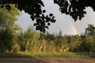 Gökkuşağı çalıların arasında