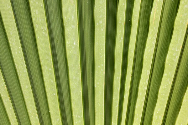 Foglia di palma soleggiata — Foto Stock