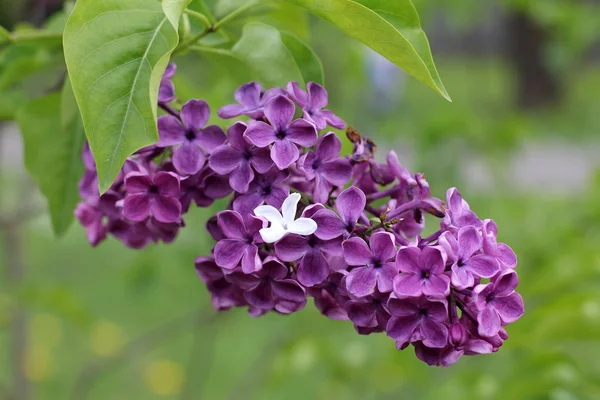 Lilac flower different from other — Stock Photo, Image