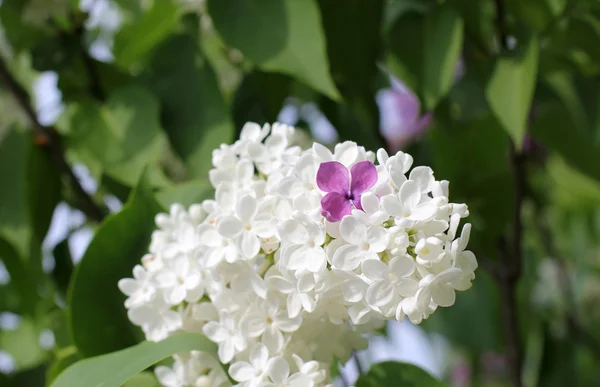 흰색 꽃 라일락은 다른 — 스톡 사진