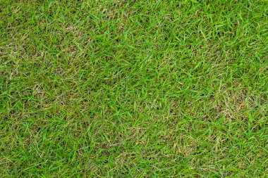 Arka plan için ot deseni dokusu. Yeşil yemyeşil çimenler. Yakın plan..