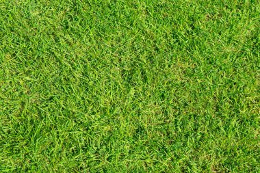 Arka plan için ot deseni dokusu. Yeşil yemyeşil çimenler. Yakın plan..