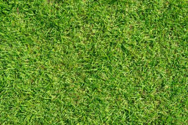 Yeşil çimen dokusu. Yeşil bahçe dokusu. Yakın plan..