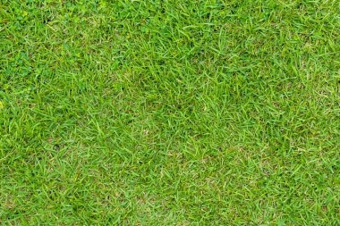 Yeşil çimen dokusu. Yeşil bahçe dokusu. Yakın plan..