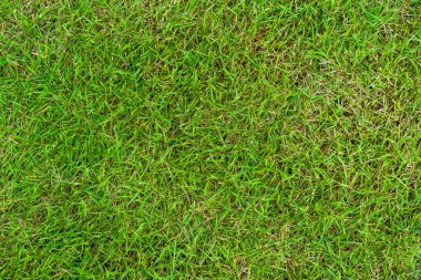 Arka plan için yeşil çimen dokusu. Yeşil çimen deseni ve doku arkaplanı. Yakın plan..