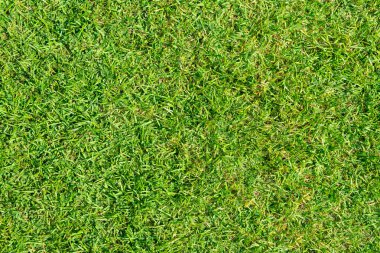 Arka plan için yeşil çimen dokusu. Yeşil çimen deseni ve doku arkaplanı. Yakın plan..