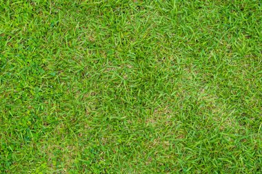 Arka plan için yeşil çimen dokusu. Yeşil çimen deseni ve doku arkaplanı. Yakın plan..