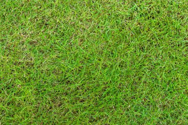 Arka plan için yeşil çimen deseni ve doku. Resmi kapat..